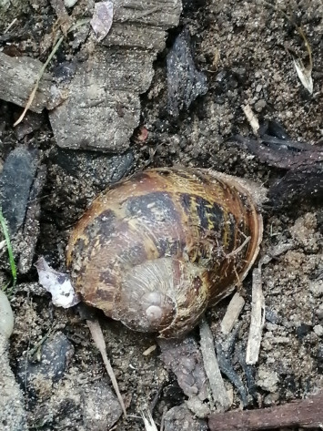 thumbnail_Finding creatures in the garden - Rabbit