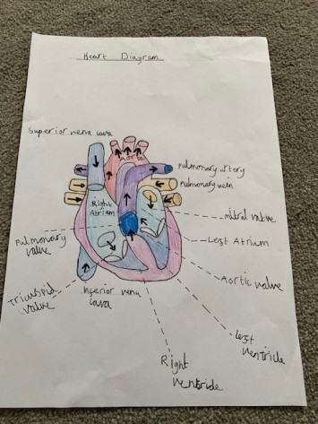 Heart Diagram - Rabbit Class