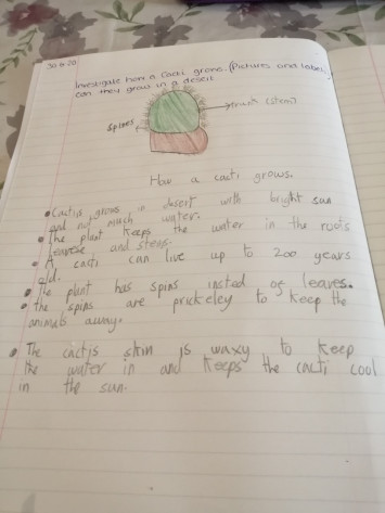 Researching Cacti - Rabbit Class